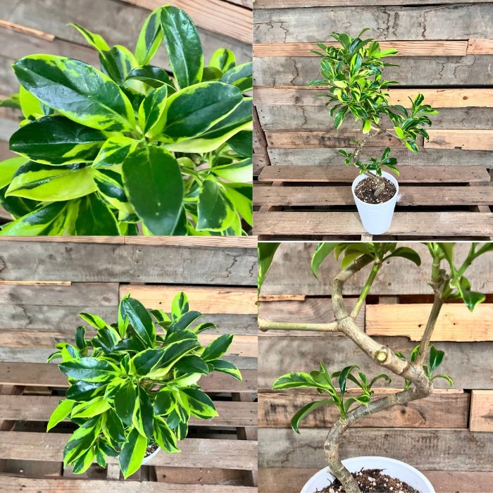 観葉植物現品販売