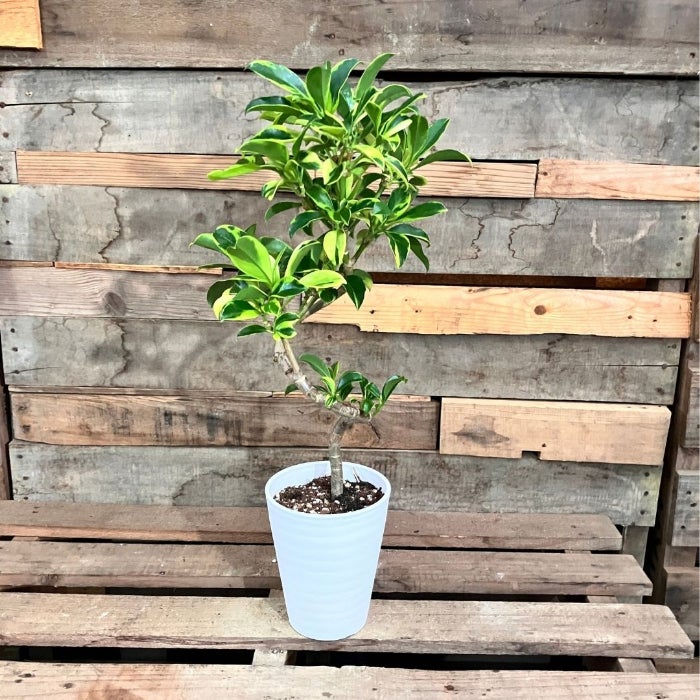 観葉植物現品販売