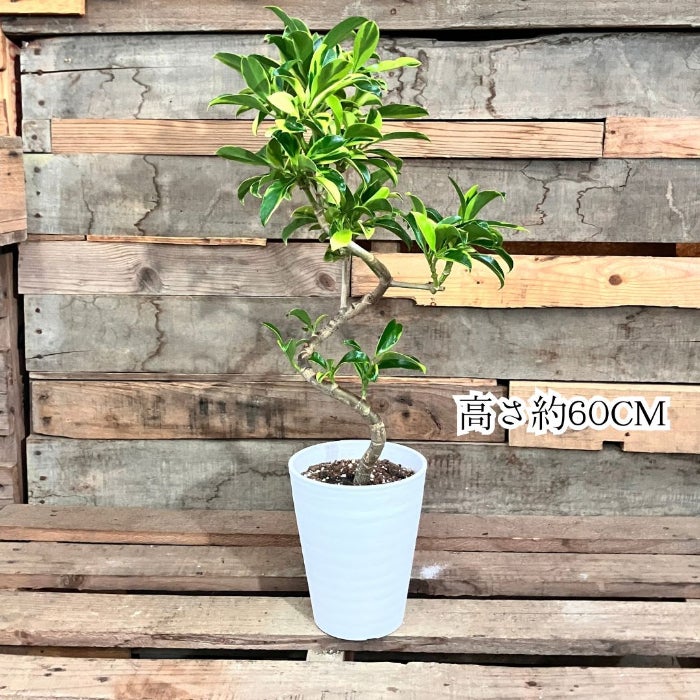 観葉植物現品販売
