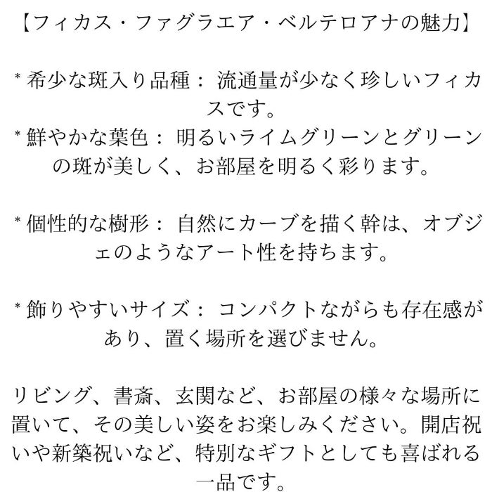 観葉植物現品販売