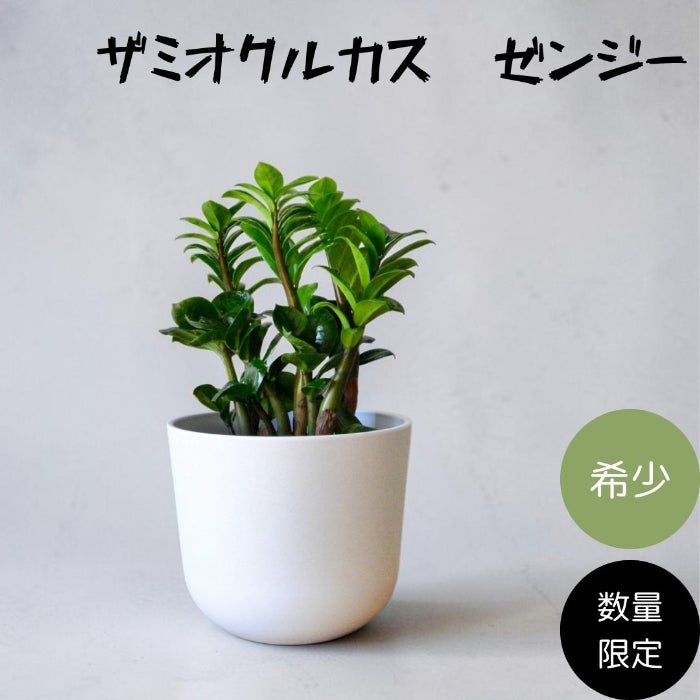 観葉植物 本物 【数量限定】希少 コンパクトなザミオクルカス