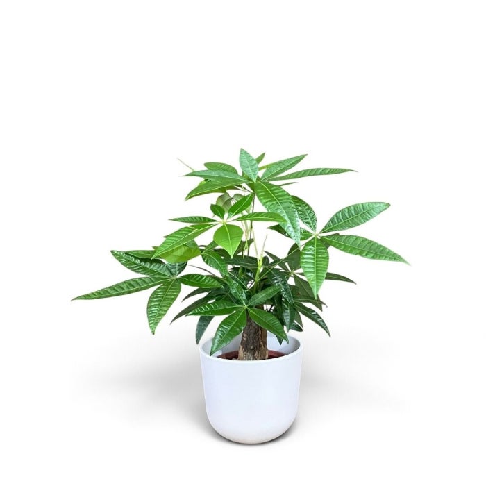 観葉植物現品販売