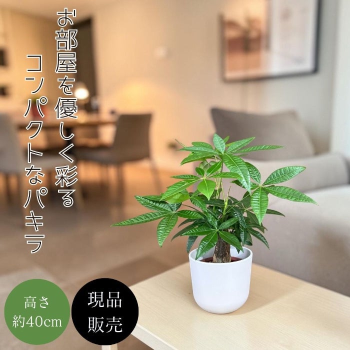 観葉植物現品販売