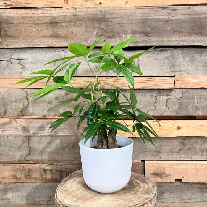 観葉植物現品販売