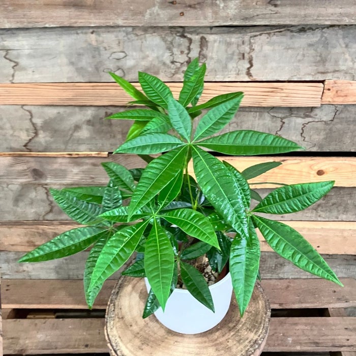 観葉植物現品販売
