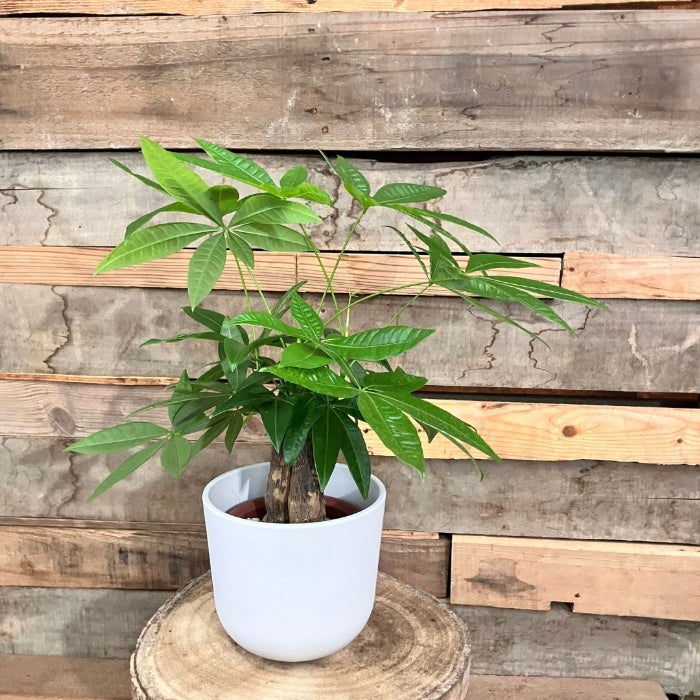 観葉植物現品販売