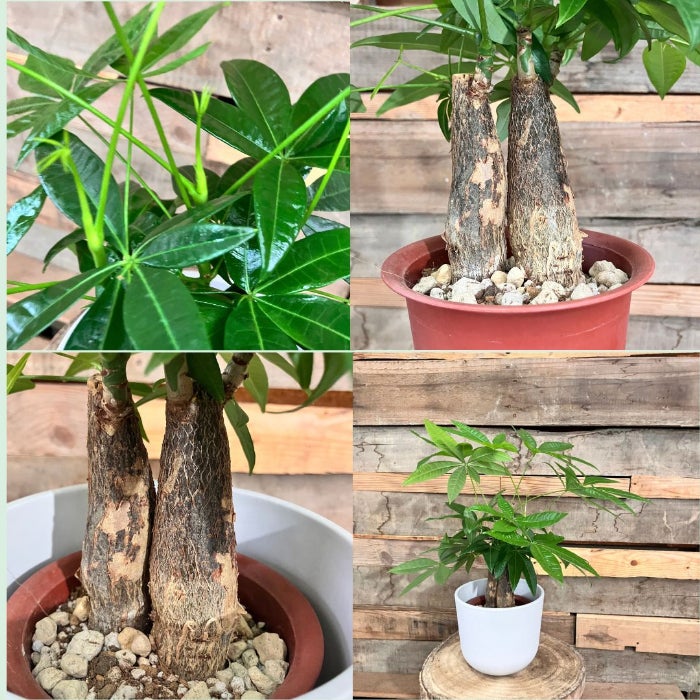 観葉植物現品販売