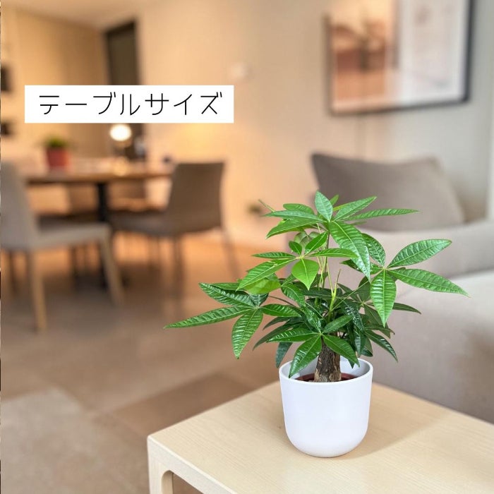 観葉植物現品販売