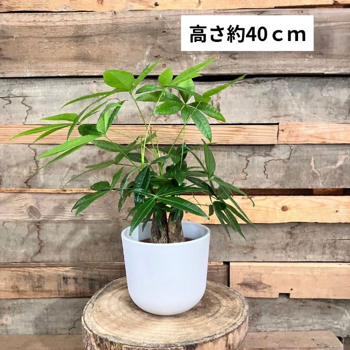 観葉植物現品販売