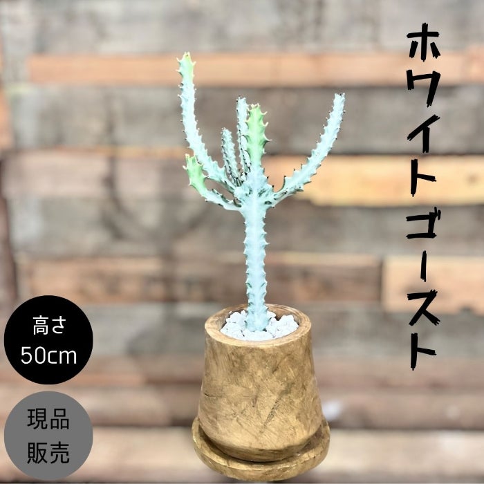 観葉植物現品販売