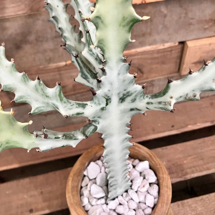 観葉植物現品販売