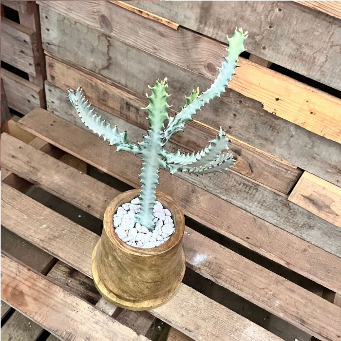 観葉植物現品販売