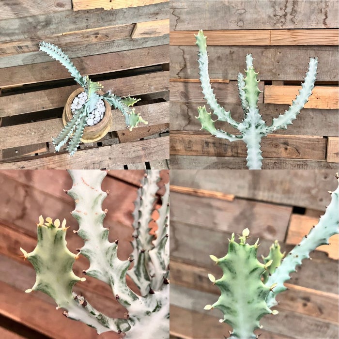 観葉植物現品販売