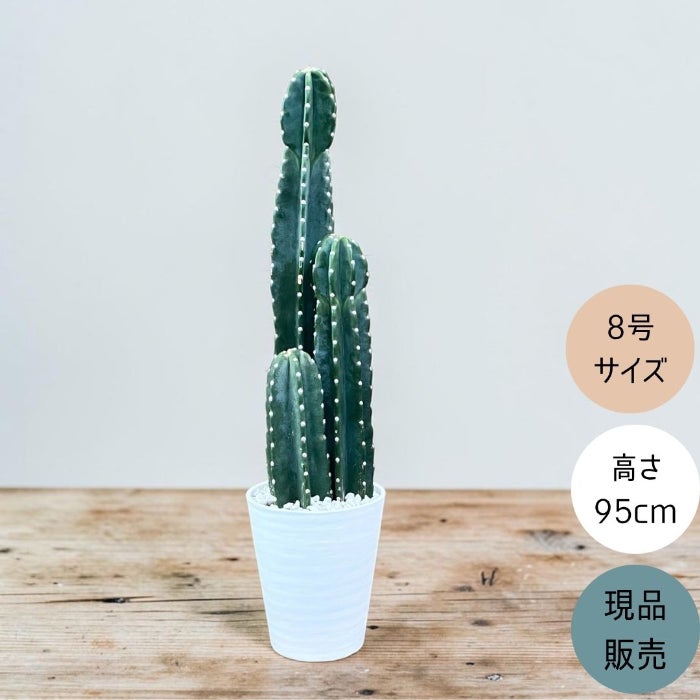 観葉植物現品販売