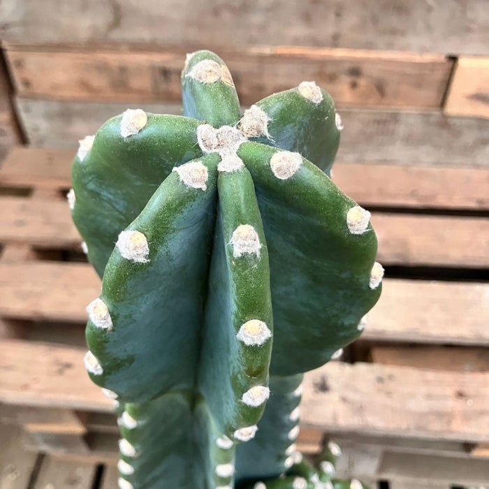 観葉植物現品販売