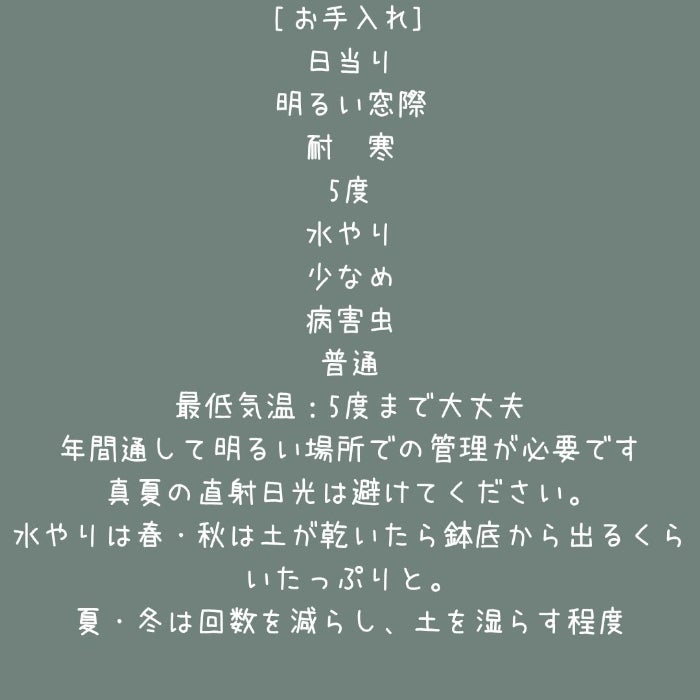 観葉植物現品販売