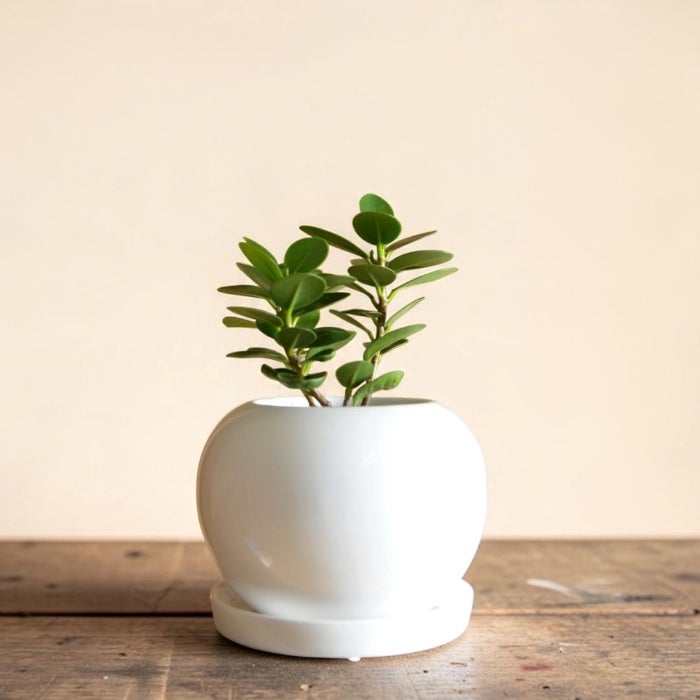 観葉植物現品販売