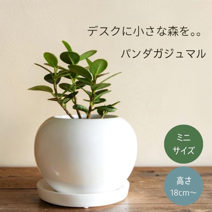 観葉植物現品販売