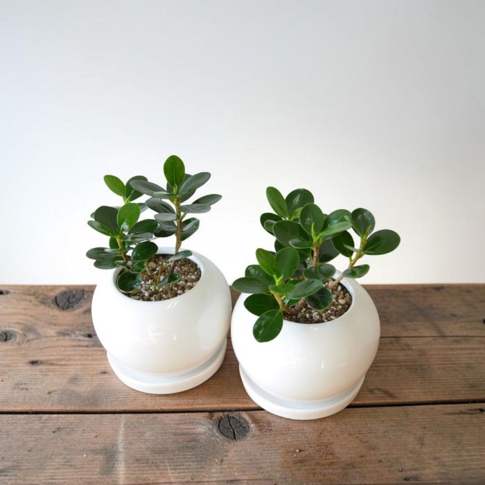 観葉植物現品販売