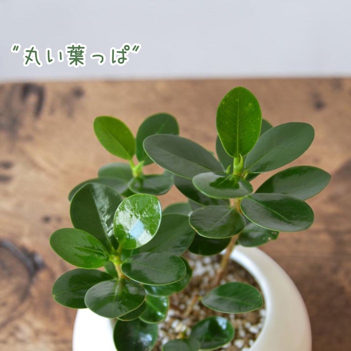 観葉植物現品販売
