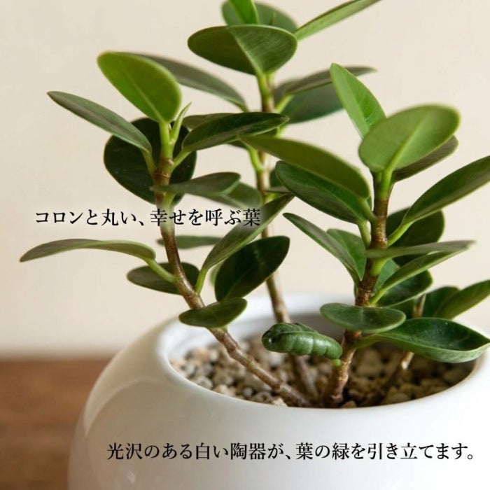 観葉植物現品販売