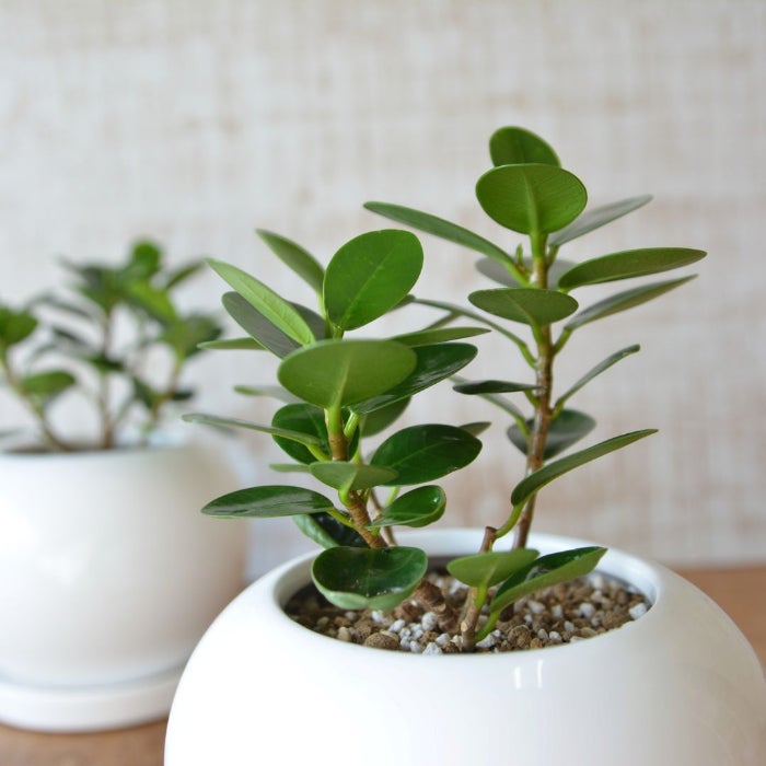 観葉植物現品販売