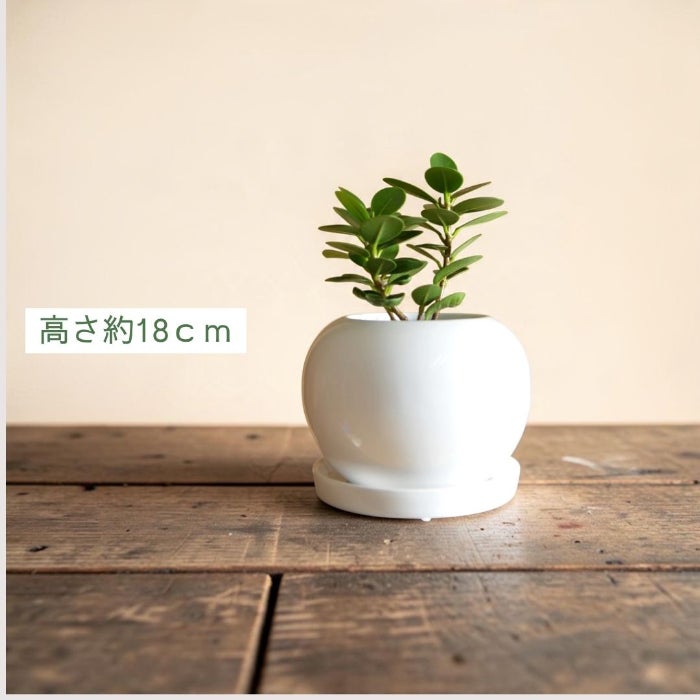 観葉植物現品販売